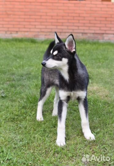 Щенок аляскинссого кли кая