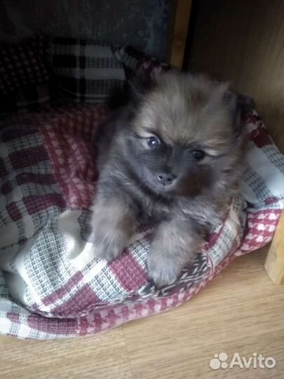 Померанский шпиц мини