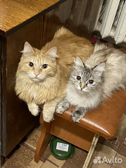 Отдам кота