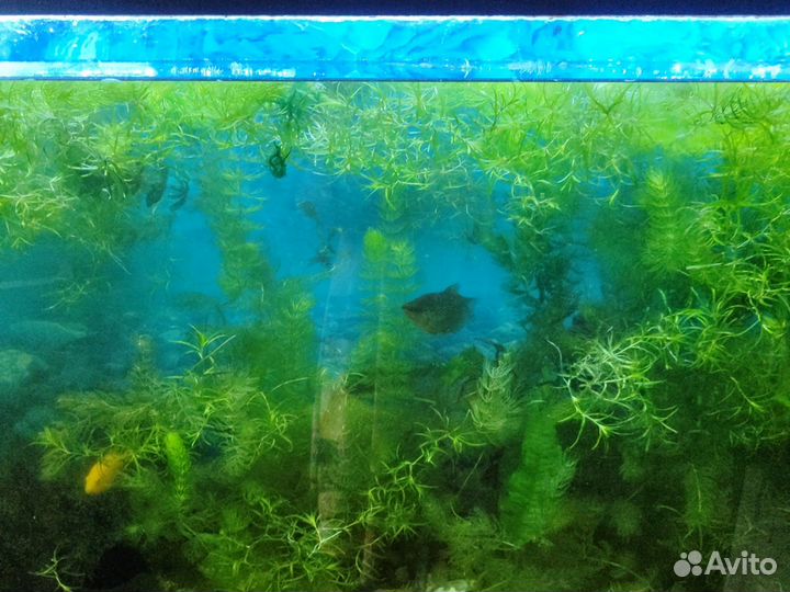 Аквариумные растения