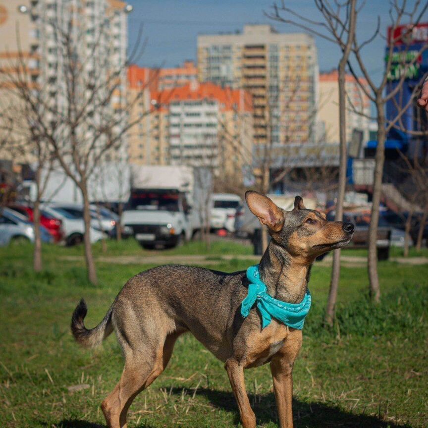 Собака в добрые руки