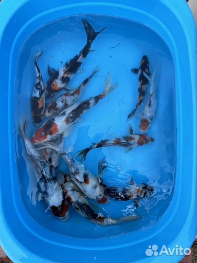 Карп кои микс