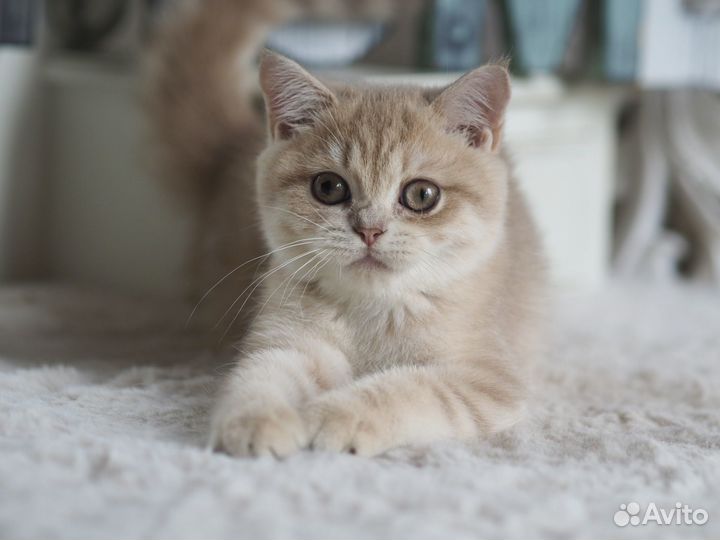 Британский Котёнок. Девочка драгоценного окраса
