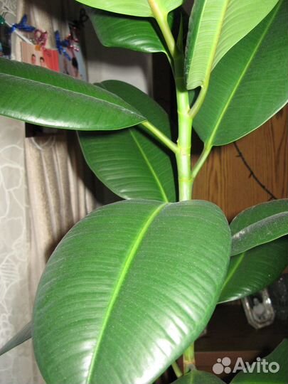 Фикусы, фиалки, кактусы для дома и офиса