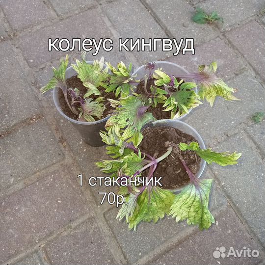 Колеусы вегетативные