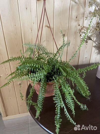 Антуриум Кавалли Лила,Вайт,Грин Ягуар Сакура Париж