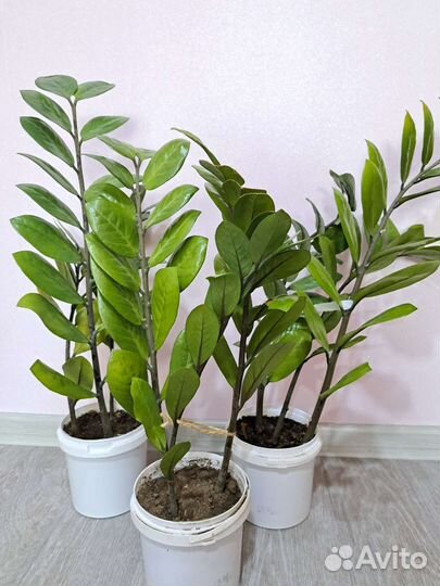 Замиокулькас и другие комнатные растерия