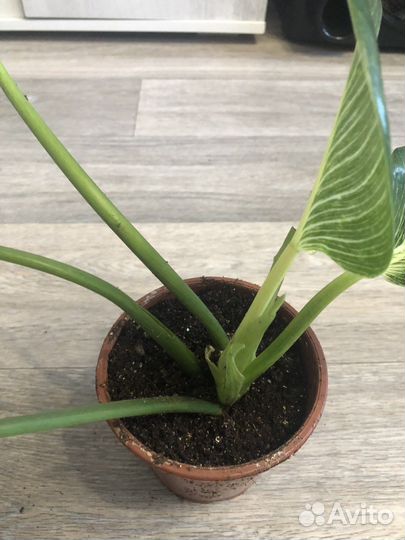 Филодендрон Биркин