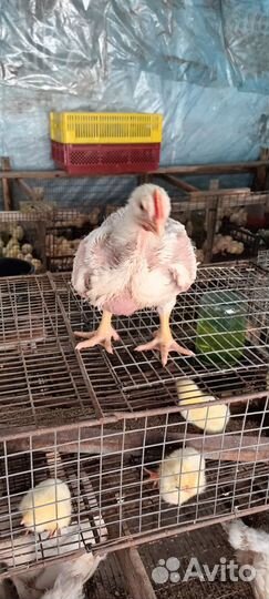 Броллер подрощеный