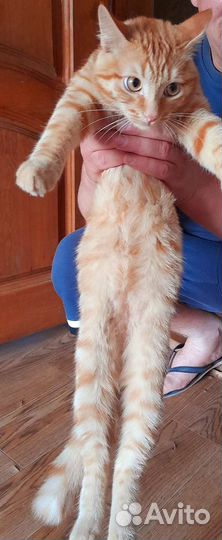 В добрые руки