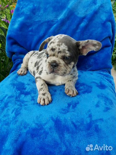 Французская красота