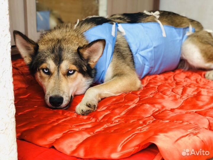 Кастрация, стерилизация