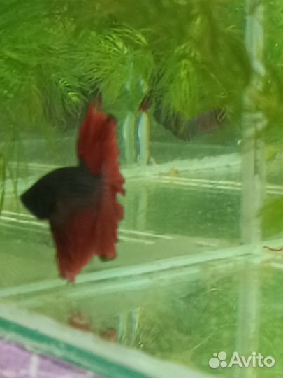 Петушок в аквариуме