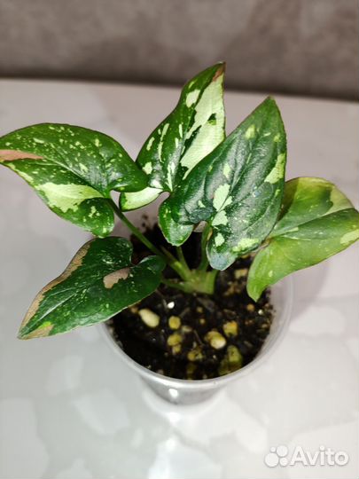 Сингониумы сортовые