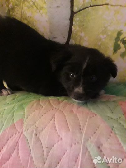 Щенки дворняжки мальчик и 2 девочки