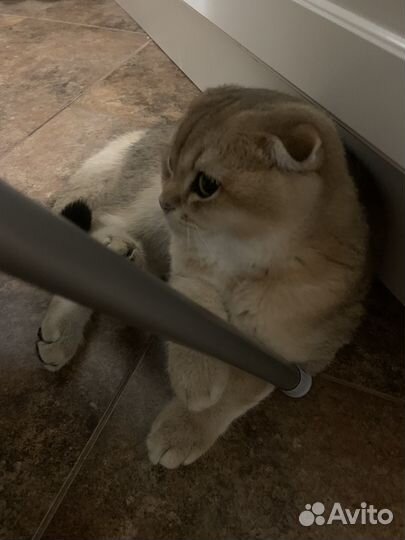 Шотландский вислоухий кот вязка. Золотая шиншилла