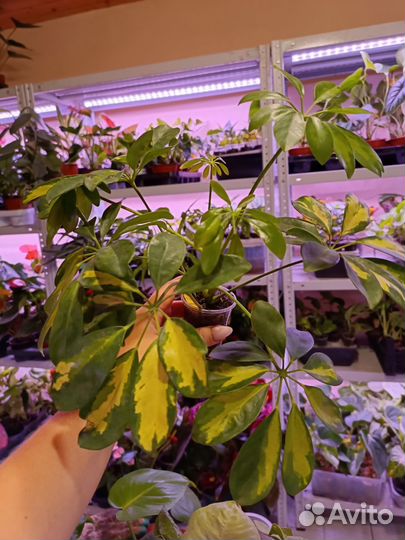 Калатеи и другие комнатные