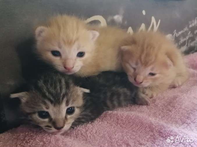 Котята в добрые руки