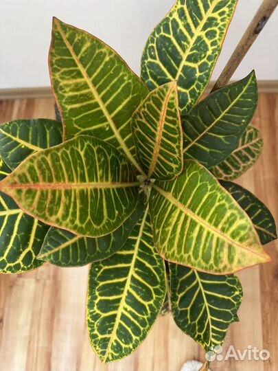 Кротон петра