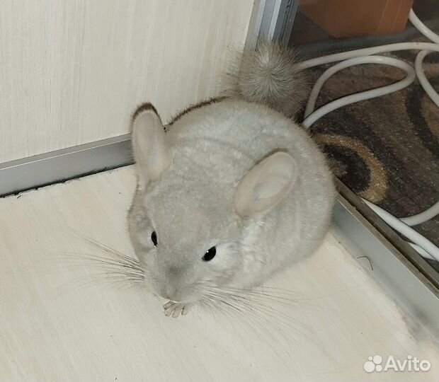 Шиншиллята