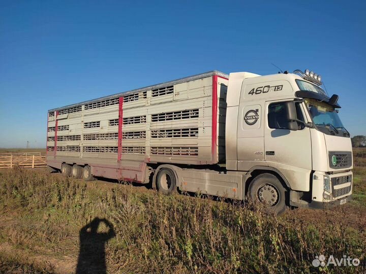 Услуги скотовоза,перевозка скота