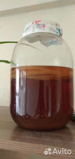 Чайный гриб