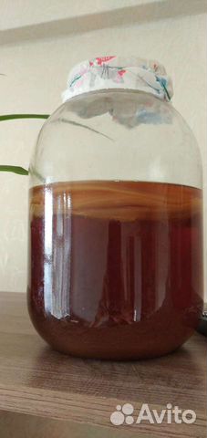 Чайный гриб