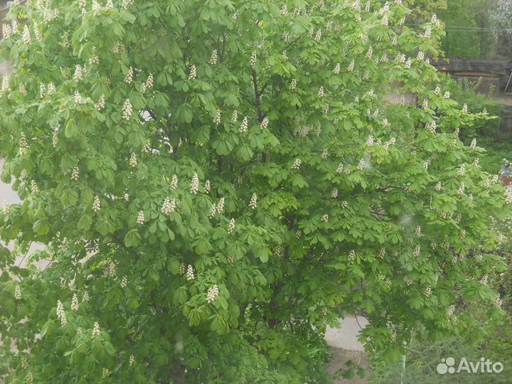 Саженцы каштана