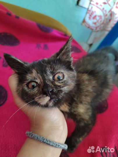 Котенок черепаховый окрас