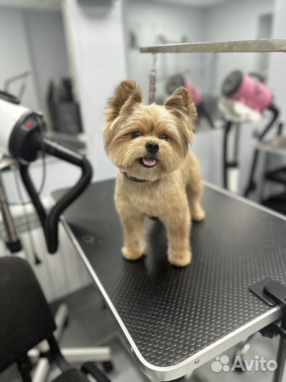 Груминг. Стрижка/линька собак и котиков