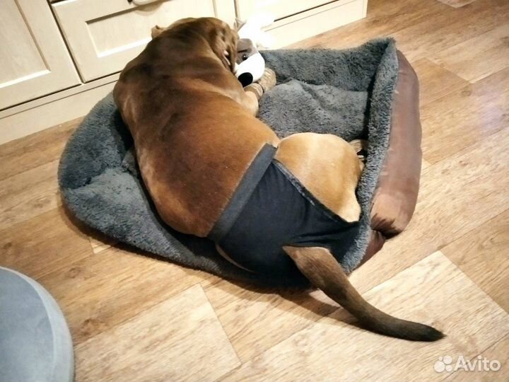 Трусики для собаки