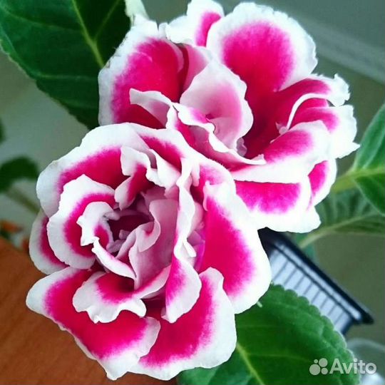 Глоксинии любимые