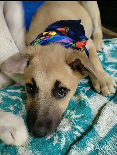 Щенки в дар, только добрым людям