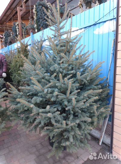 Ели от 2м