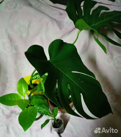 Диффенбахия,псевдоэрантериум,монстера