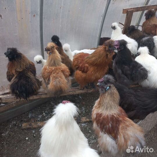 Китайские шелковые петушки