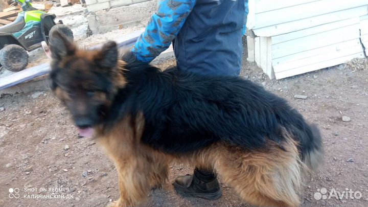 Немецкая овчарка вязка