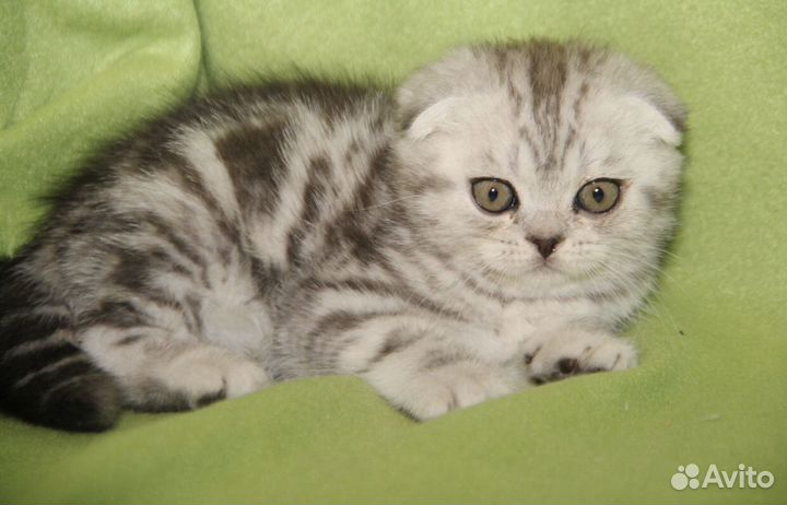 Шотландские золотые, серебристые, шоколадные