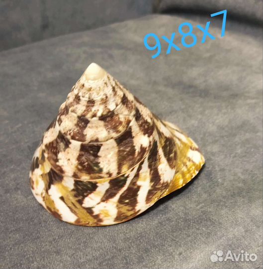 Ракушка морская средняя