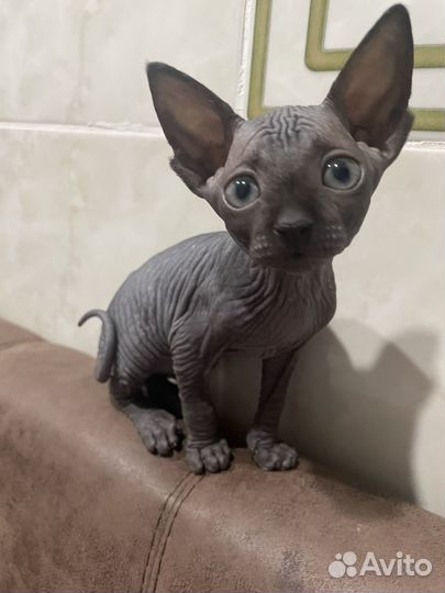 Канадский сфинкс