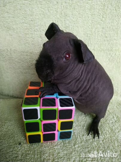 Морская свинка Скинни. Девочка