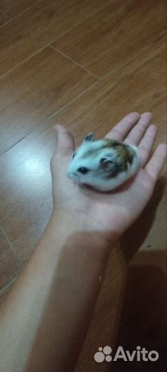Джунгарский хомяк