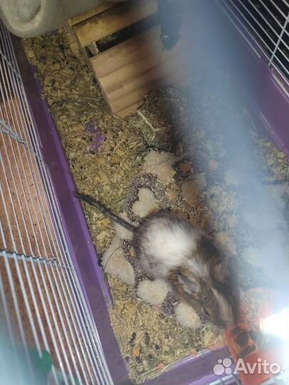 Чилийская белка дегу