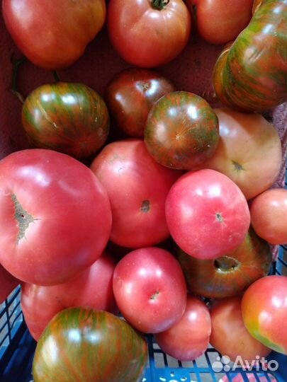 Рассада томатов