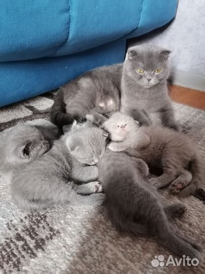 Шотландские вислоухие котята