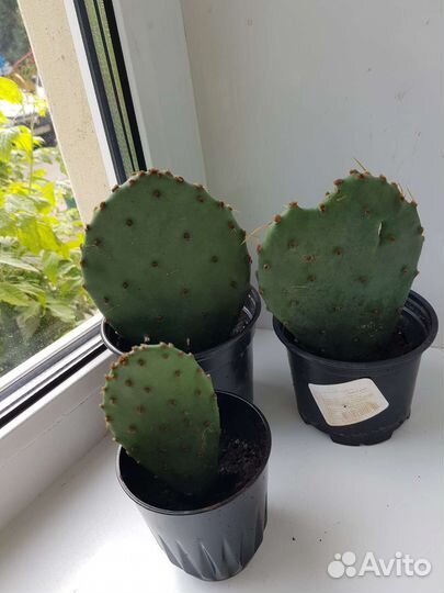 Кактус опунция