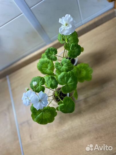 Пеларгония герань душистая