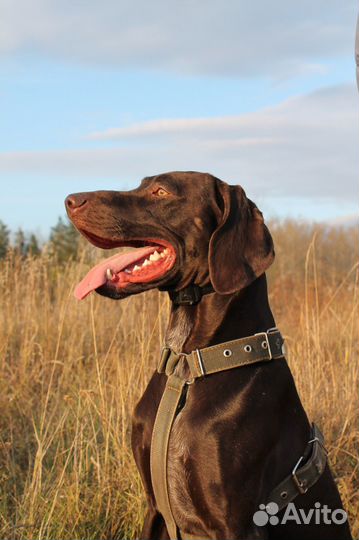 Курцхаар. Вязка