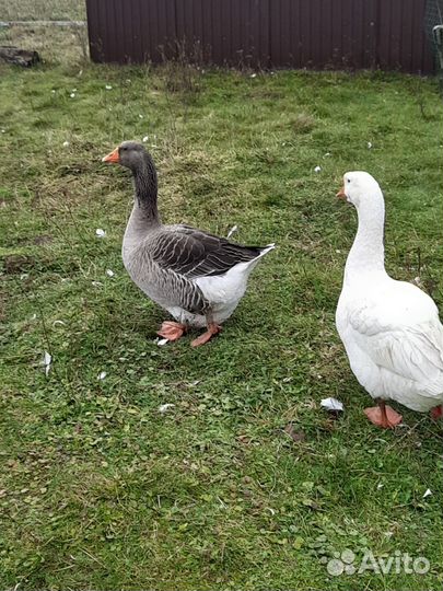 Гуси