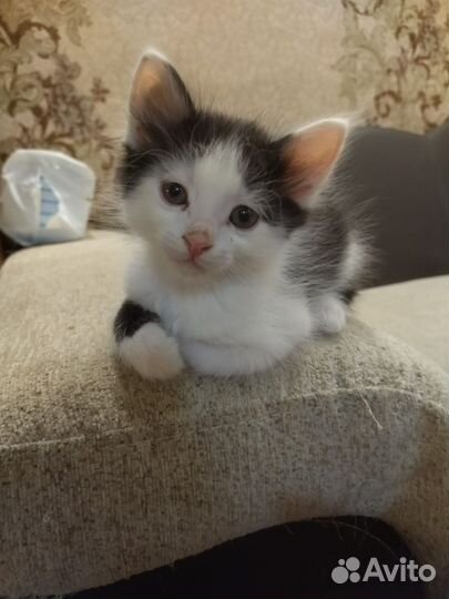 Котята в дар бесплатно